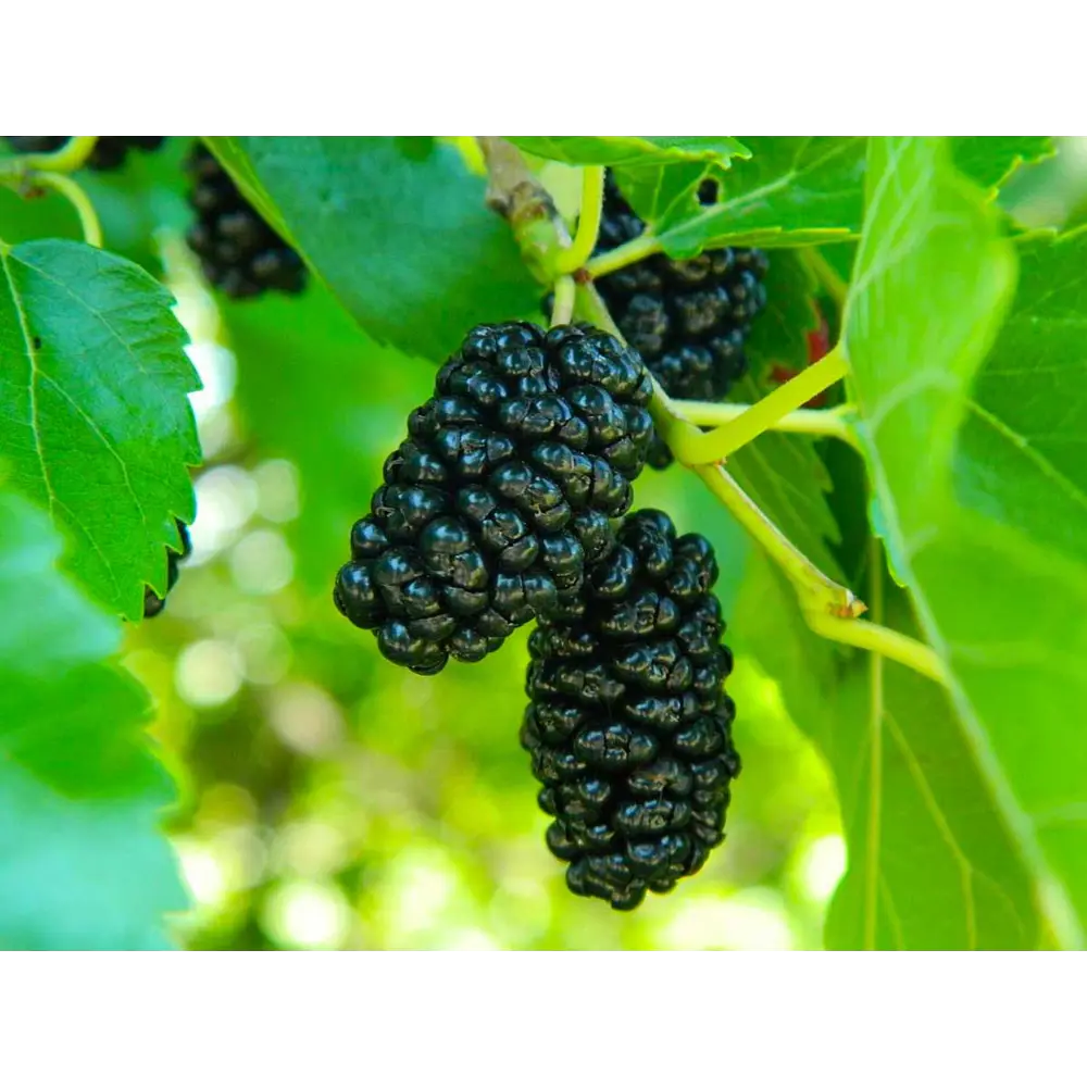 Шелковица черная ø17 h100 см 84406551 STLM-2001284 PLANTMARKET 