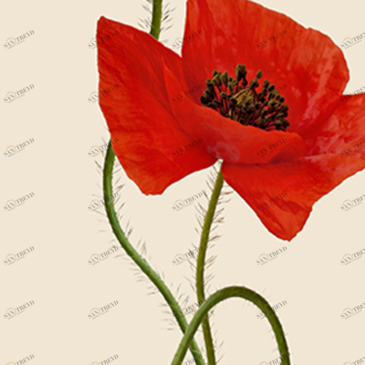 C1-289 Фотообои DIVINO Collection C 2.7х1 м C1289