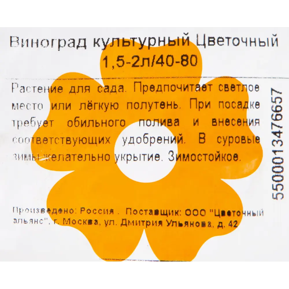 Виноград культурный «Цветочный» 1.5-2 л высота 40 см 82601695 STLM-2049457 Santreyd  - Вид №1
