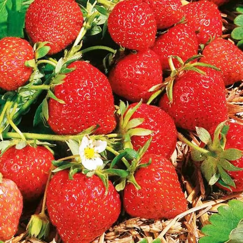 Земляника садовая Фраголауреа ø9 h10 см PLANTMARKET STLM-2029769