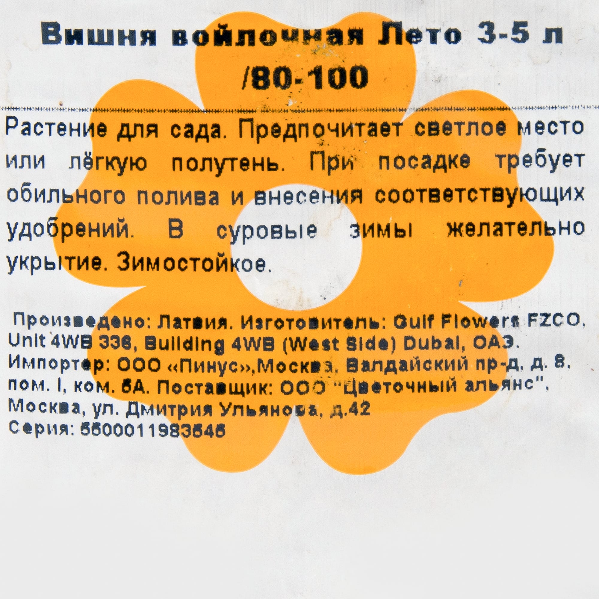 82176290 Вишня войлочная «Лето» 3-5 л 80-100 см Santreyd  - Вид №1