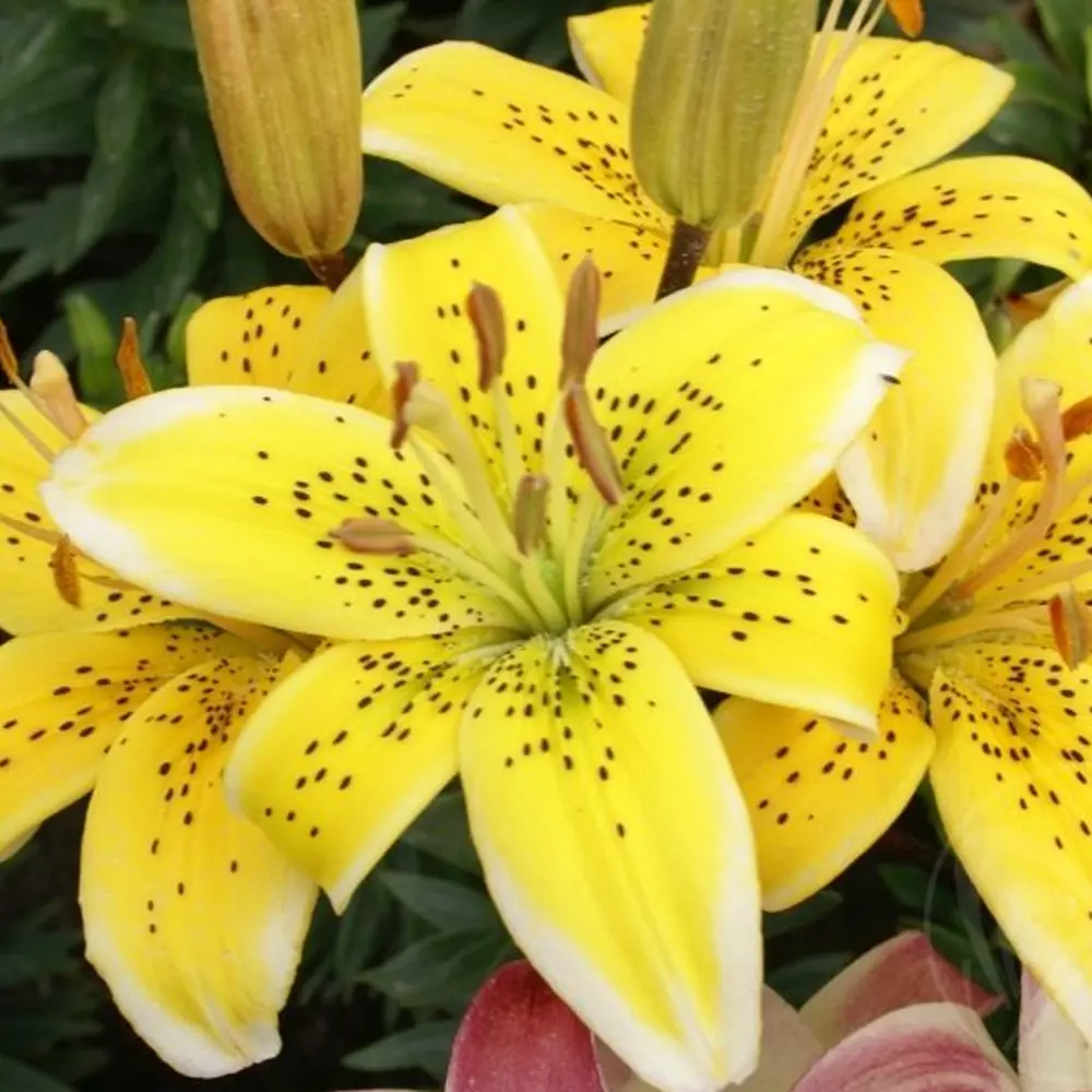 Лилия «Yellow», 12х14 см 14375831 STLM-2029033 GEOLIA 