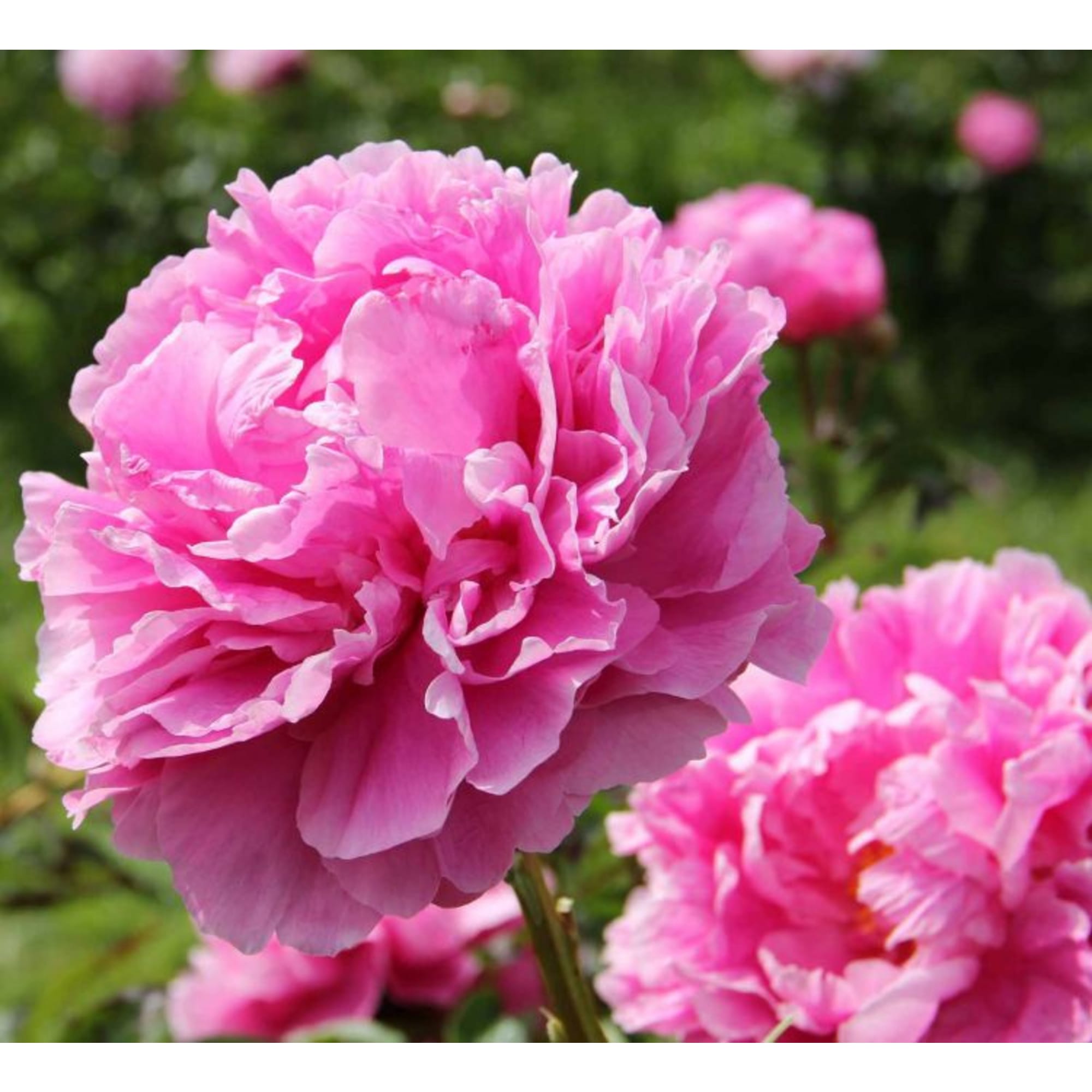 85324440 Пион молочноцветковый Александр Флеминг ø14 h50 см Santreyd 