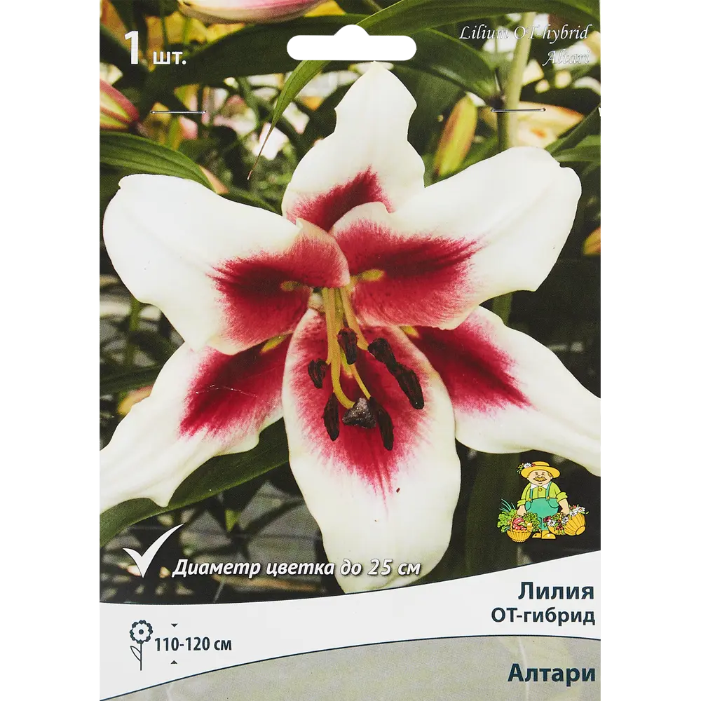 Лилия ОТ-гибрид Алтари ПОИСК STLM-2106047