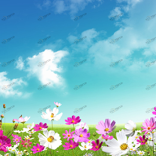 C1-150 Фотообои DIVINO Collection C 2.7х3 м C1150