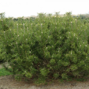 15944573 Сосна Мугус горная, 30-40х23 см, Германия