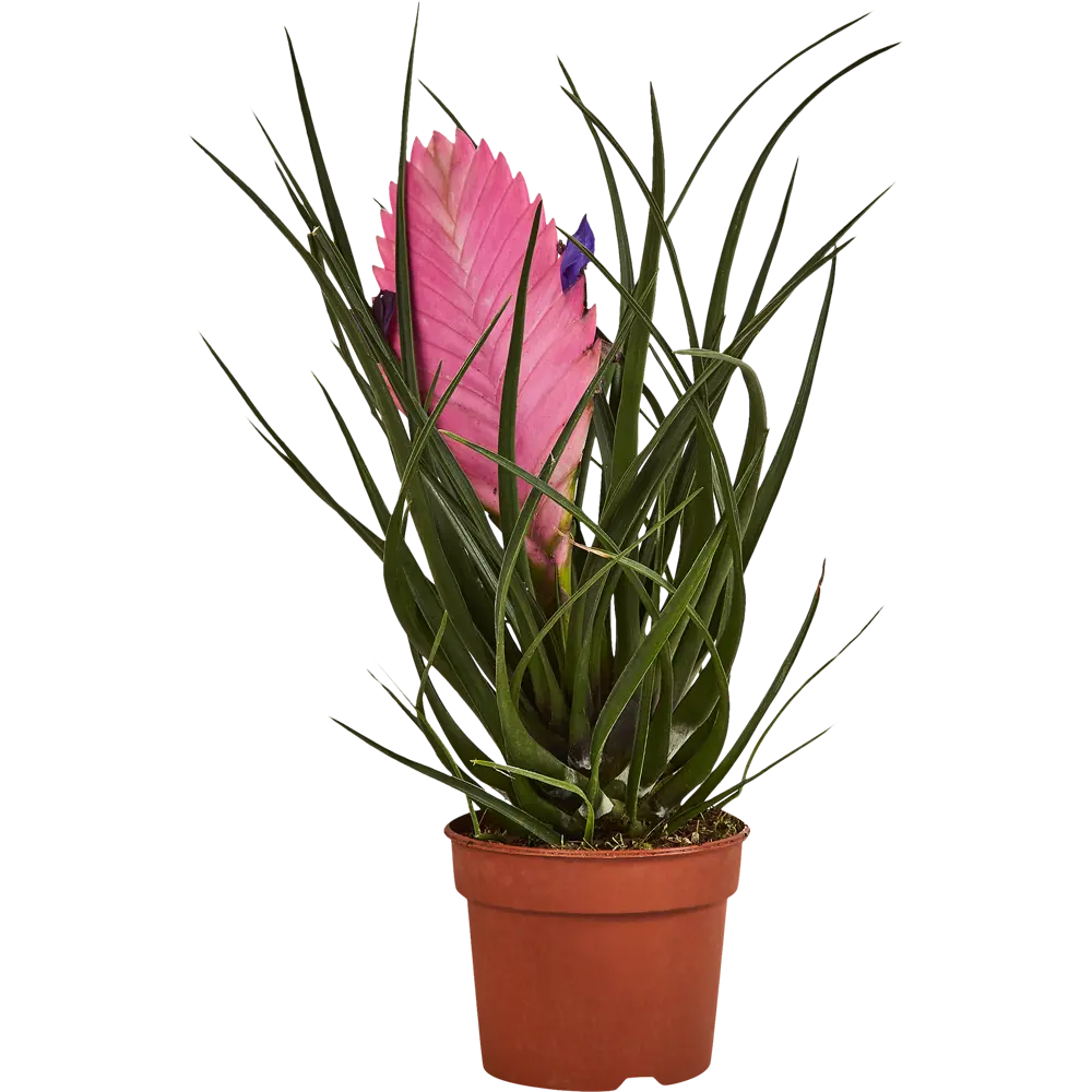 Тилландсия Анита Santreyd - изящное комнатное растение с сиреневыми цветами 87959879 STLM-0076390