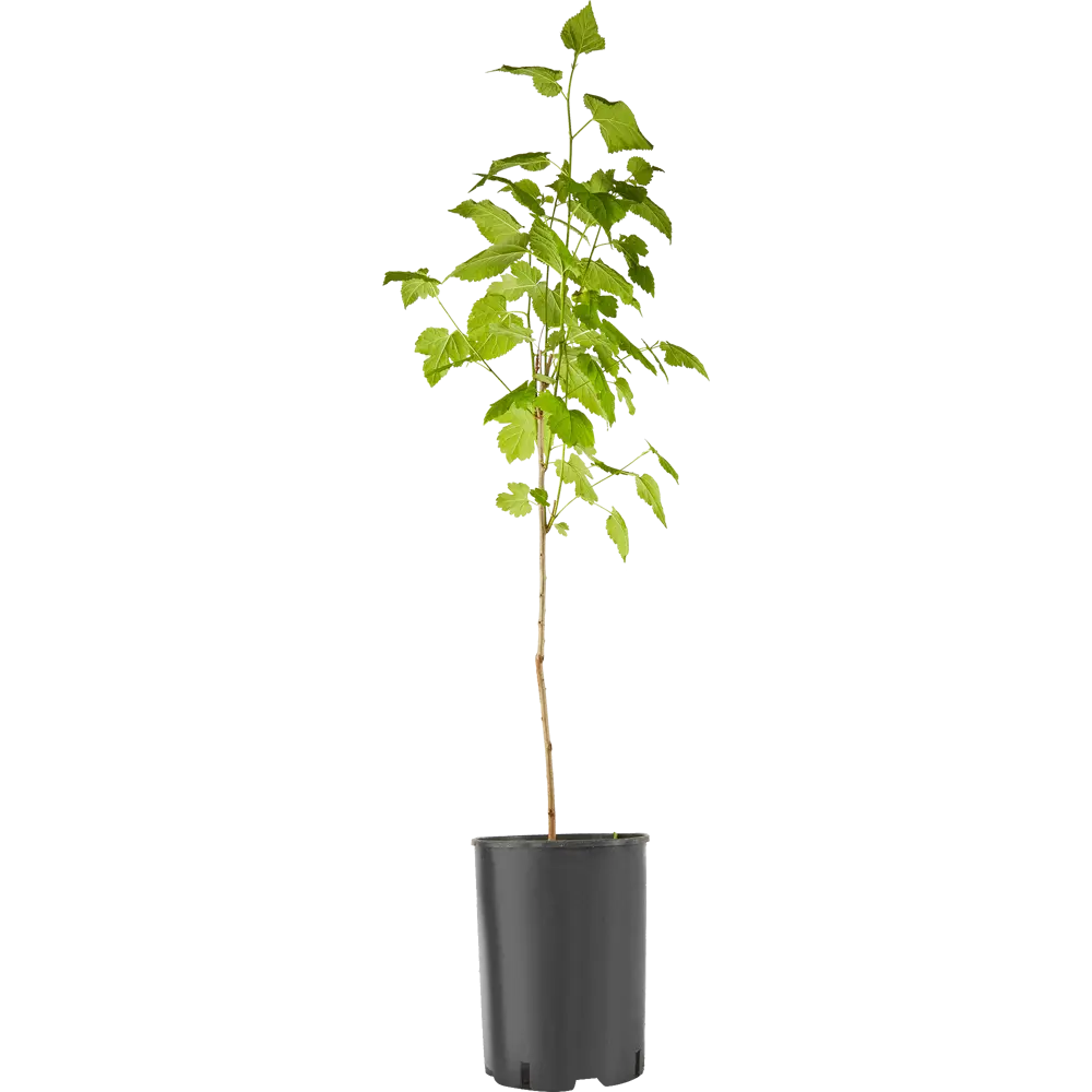 Шелковица черная ø17 h100 см 84406551 STLM-2001284 PLANTMARKET  - Вид №1
