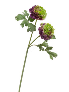 30.0313039GVL Ранункулус махровый св.зелёный с фиолетовым Цветочная коллекция