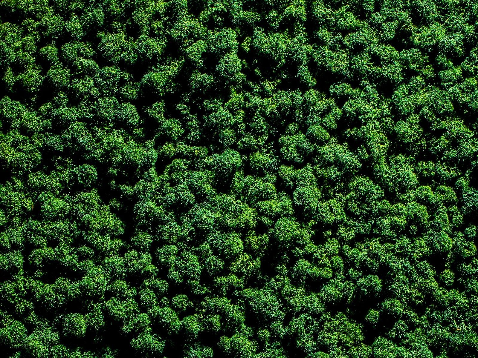 Растительная картина из мха Freund GmbH ARCH-00015463 - Вид №3