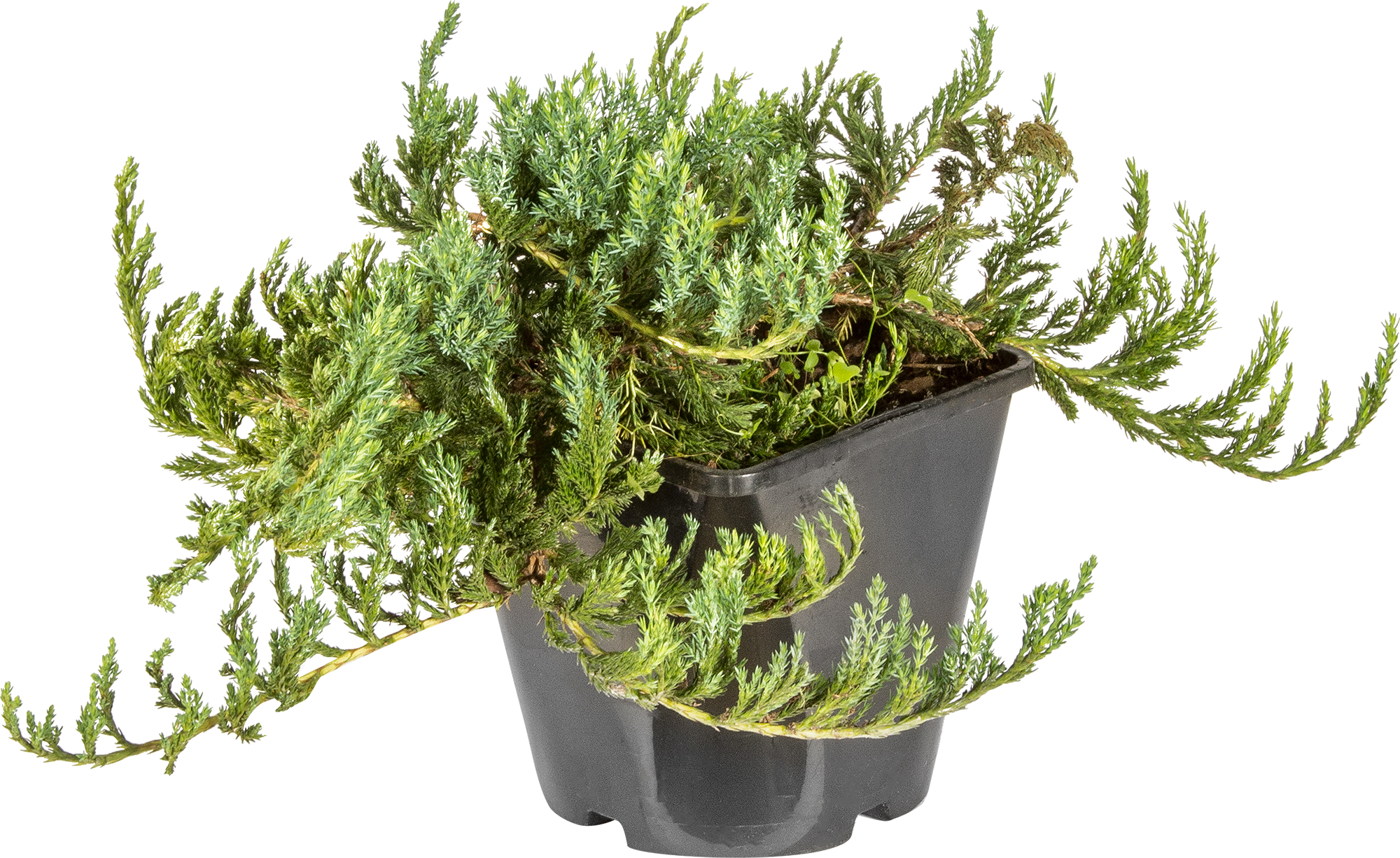 81969334 Можжевельник горизонтальный «Блю Чип» С2, 20-25 см STLM-0016071 PLANTMARKET