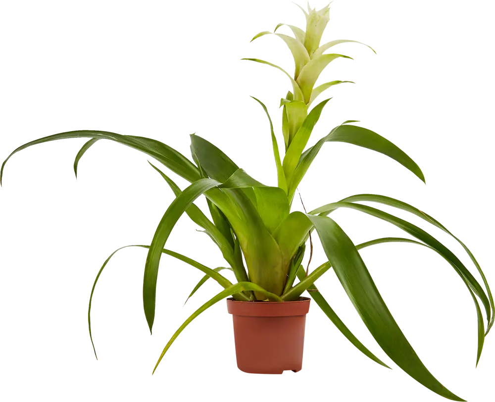 Santreyd Бромелия — экзотическое украшение интерьера 85324978