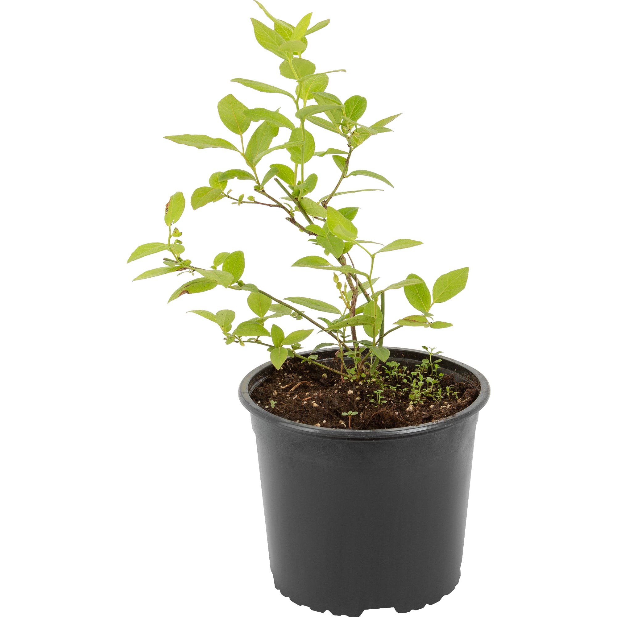 82585402 Голубика высокорослая «Голдтраубе 71» 17x30 см Santreyd 