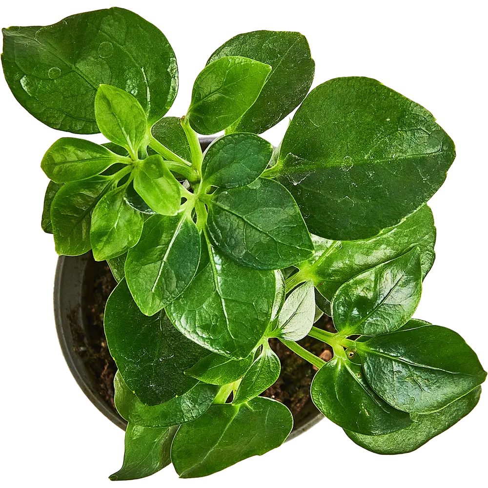 Шеффлера Лузеана от Santreyd — Звездный лист для вашего интерьера 89352949 STLM-0949785 - Вид №2