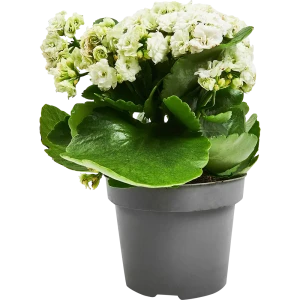 Каланхоэ Розалина микс Santreyd — цветущий суккулент для дома 89352856