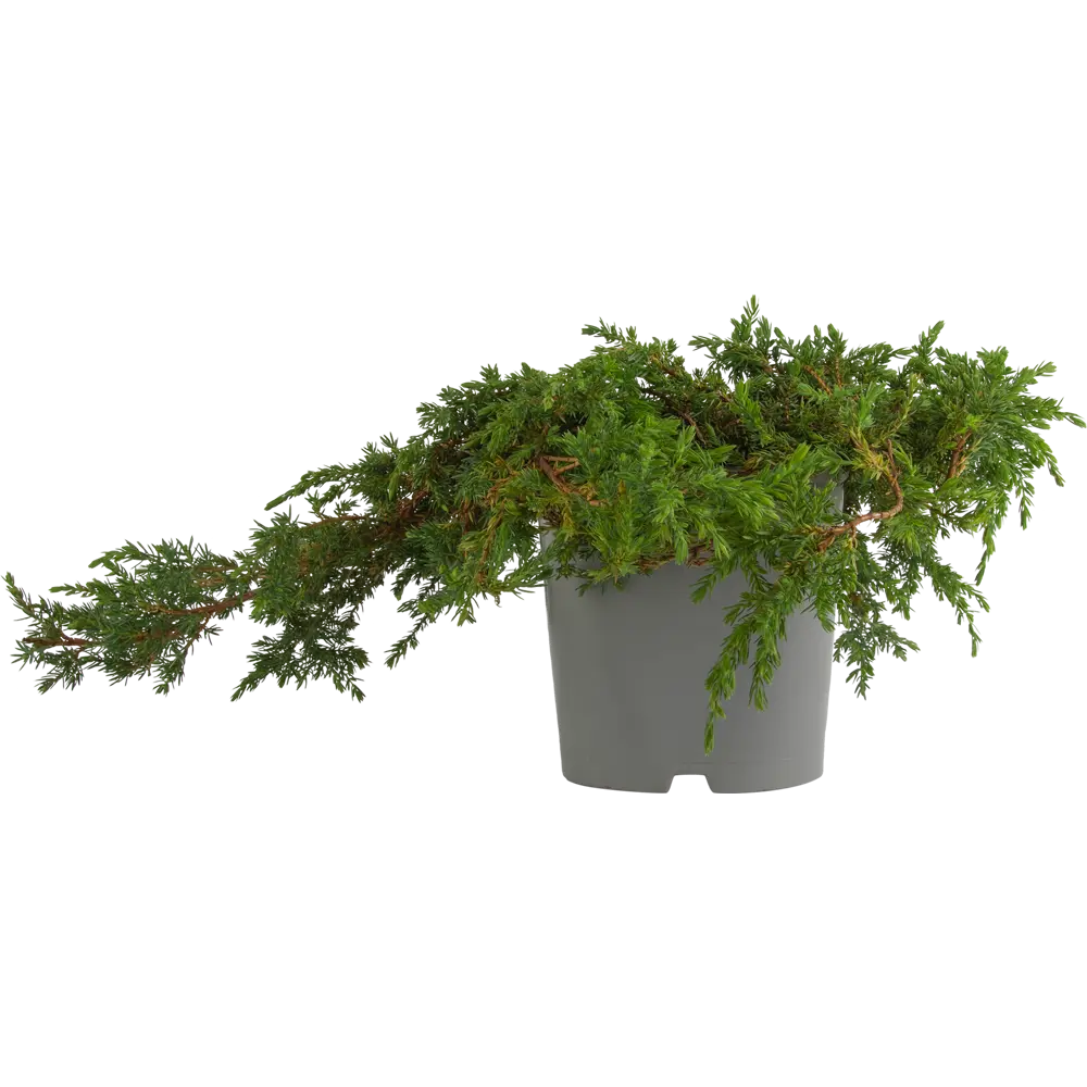 Можжевельник обыкновенный «Грин Карпет» С2, 15-20 см PLANTMARKET STLM-2008597 - Вид №2