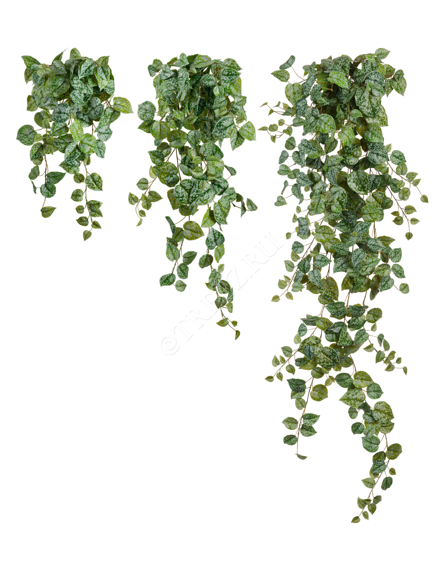 20.05190263GG-S Сциндапсус Пиктус серебристо-зелёный Цветочная коллекция 