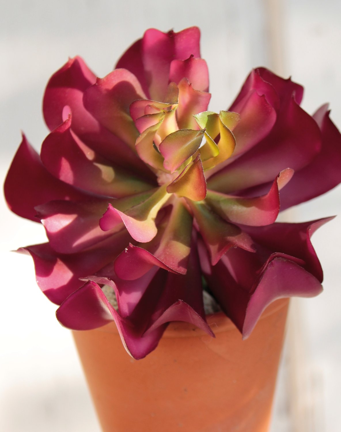 6487 849 a3 Эониум искусственный на палочке, 13 см, Ø 10 см, зелено-бордовый H-andreas  - Вид №6