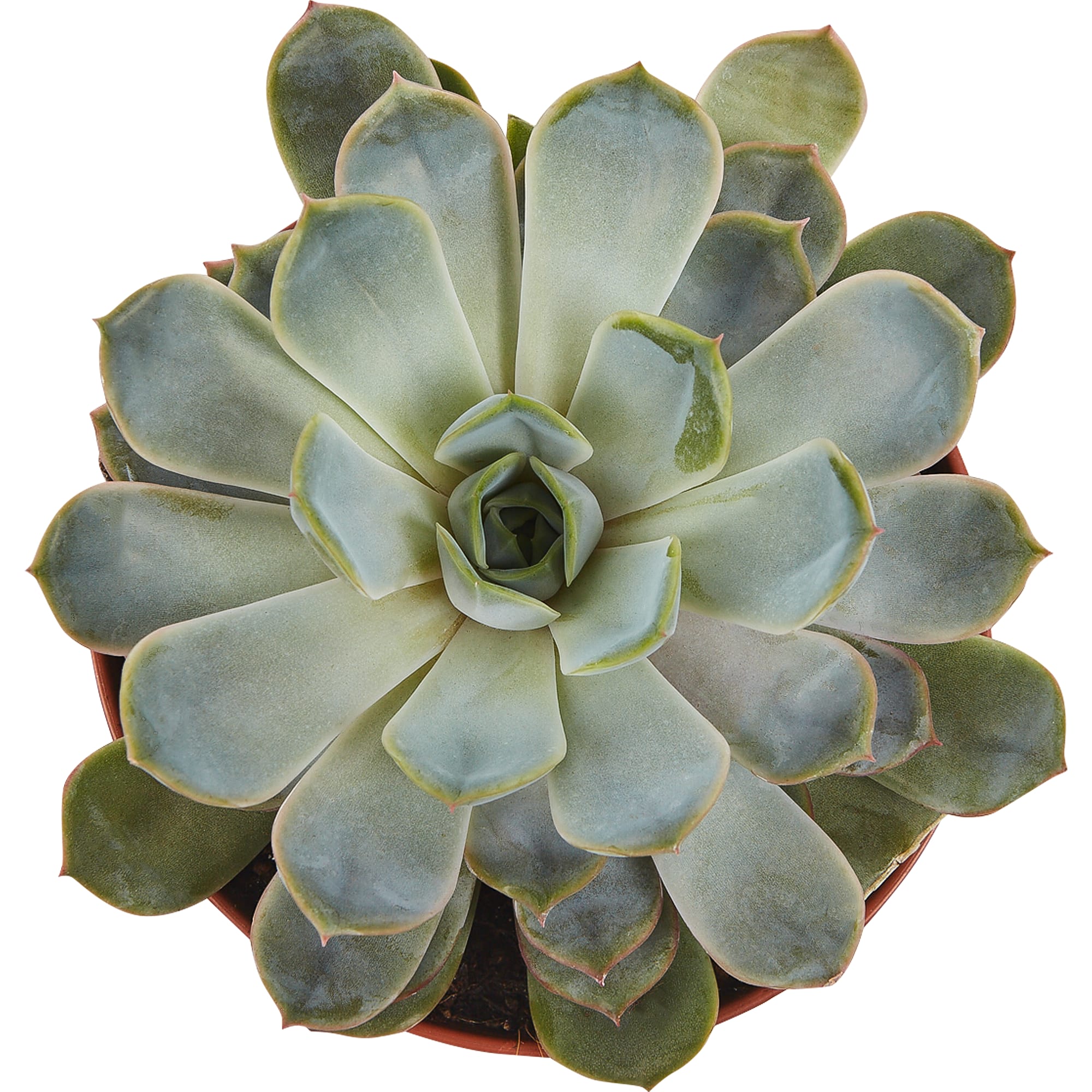 82877381 Суккулент микс 4 варианта 12x25 см Santreyd  - Вид №2