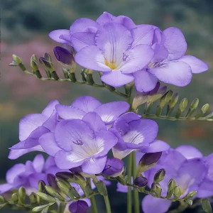 Фрезия «Single Blue», 5х6 см