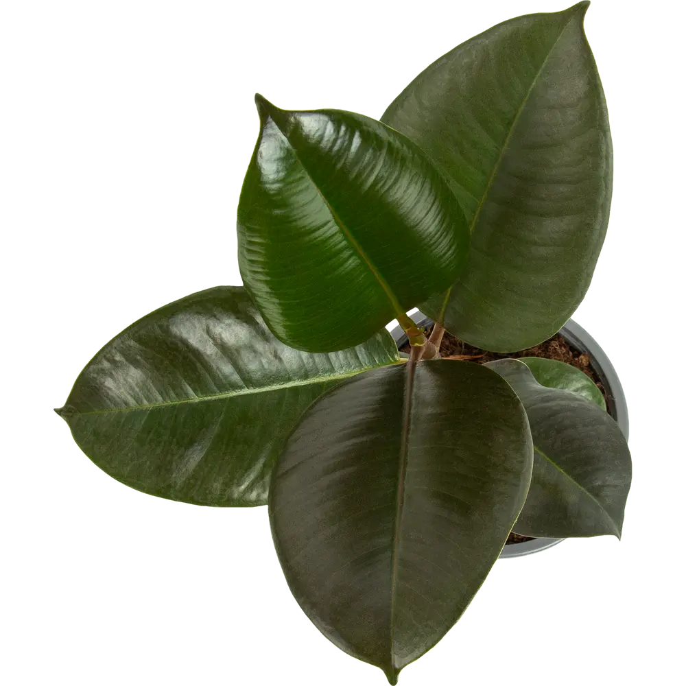 Фикус эластика Абиджан от Santreyd - элегантное комнатное растение с глянцевыми листьями 82578716 STLM-0030451 - Вид №1