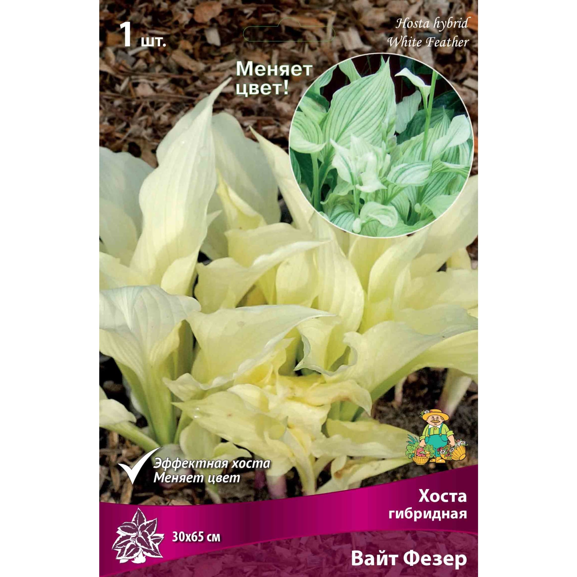 83598045 Хоста гибридная Вайт Фезер луковица I Santreyd 