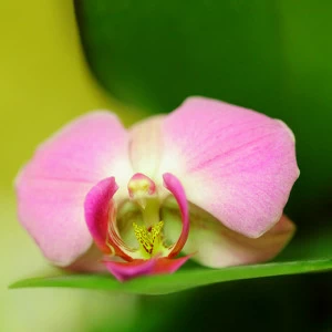 C1-326 Фотообои DIVINO Collection C 1.47х2 м