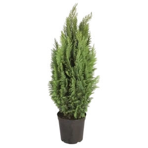 Кипарисовик Лавсона «Сноу Уайт» С1, 25-30 см