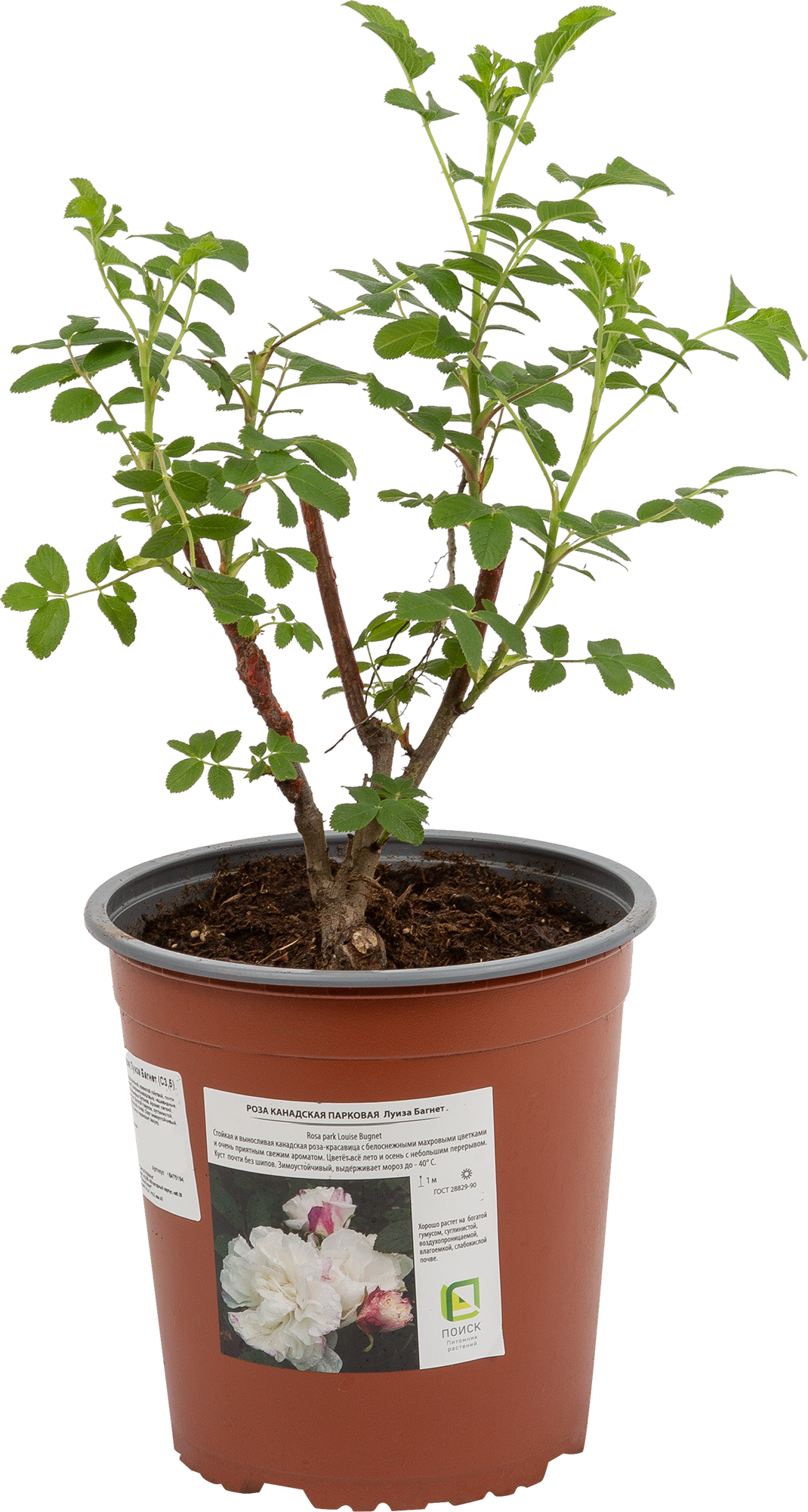 Роза канадская Луиза Багнет от Santreyd - белая парковая красавица 18475194 STLM-0010941 - Вид №2