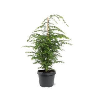 Тсуга канадская декоративная для ландшафтного дизайна 89367662