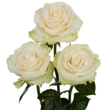 Роза Мондиаль 50 см Santreyd 25710