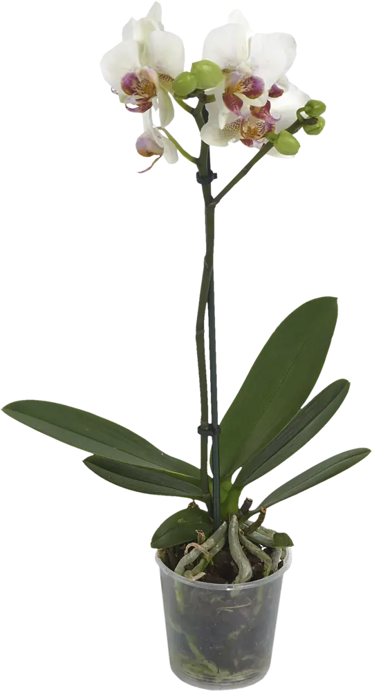Santreyd Орхидея Фаленопсис мини — изящное украшение интерьера 13974293