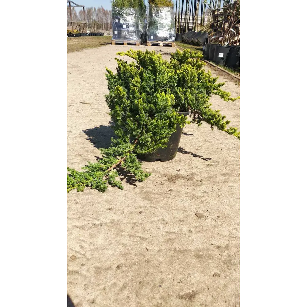 Можжевельник лежачий «Нана» C1 20-25 см PLANTMARKET STLM-2018904