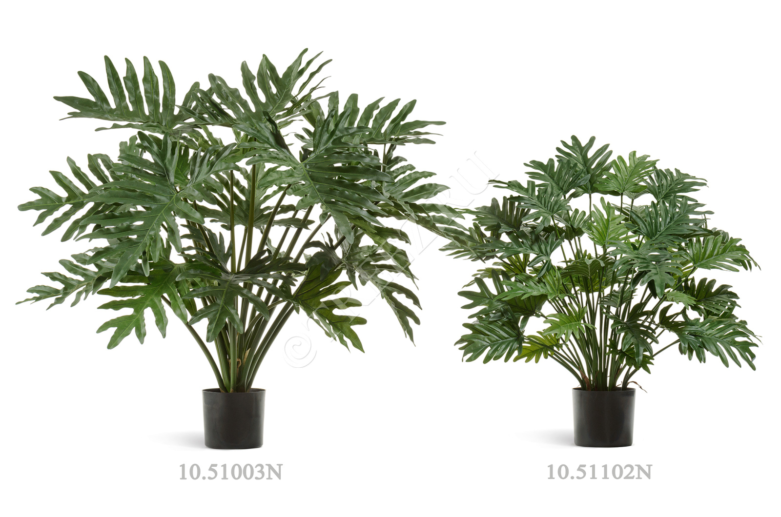 10.51102N Филодендрон Ксанаду куст Цветочная коллекция  - Вид №1