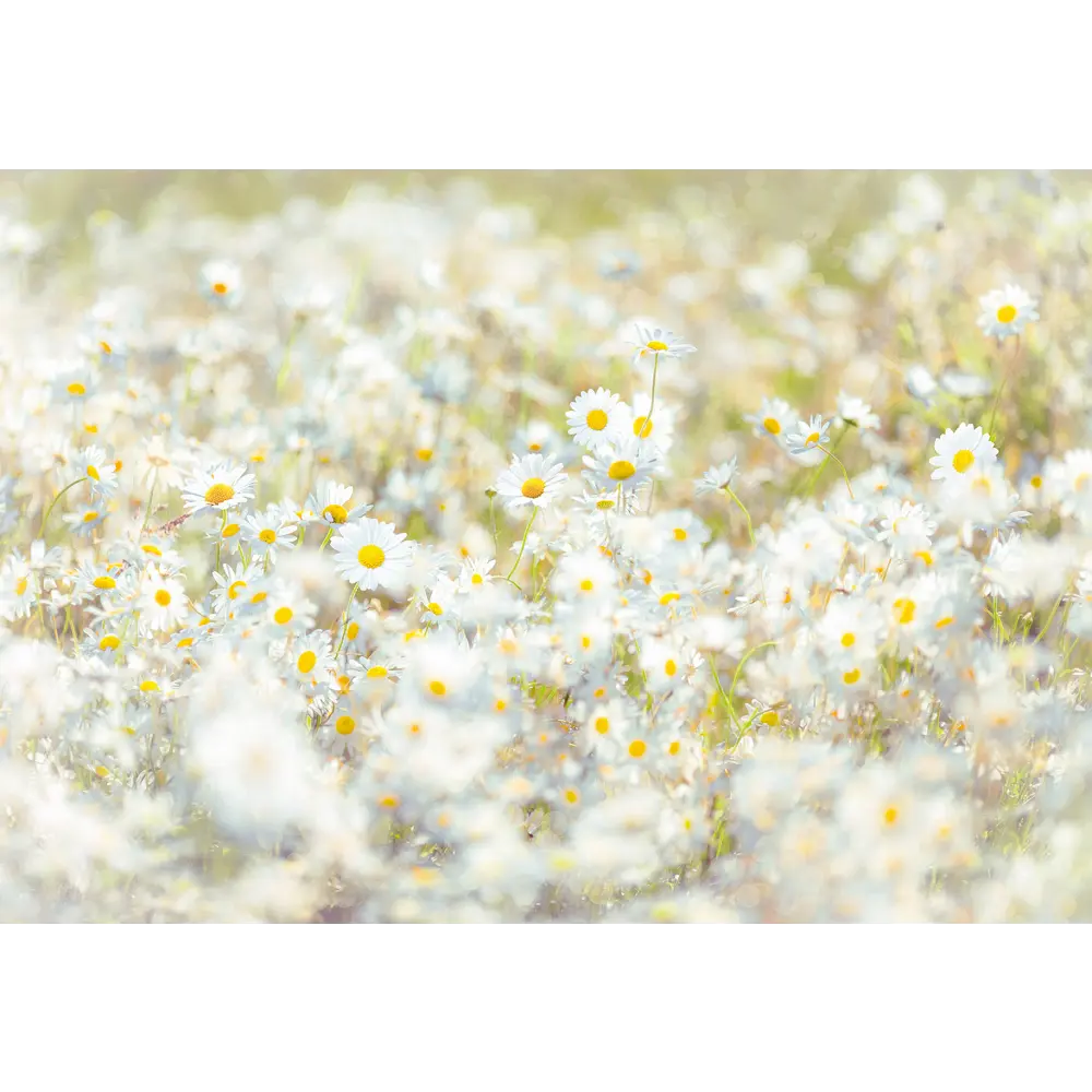 Фотообои «Маргаритки» бумажные 368x254 см 8-994 Komar STLM-2085151