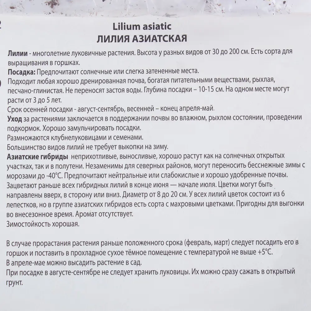 Лилия азиатская Лоллипоп 14/16, 1 шт 81945458 STLM-2045368 Santreyd  - Вид №2