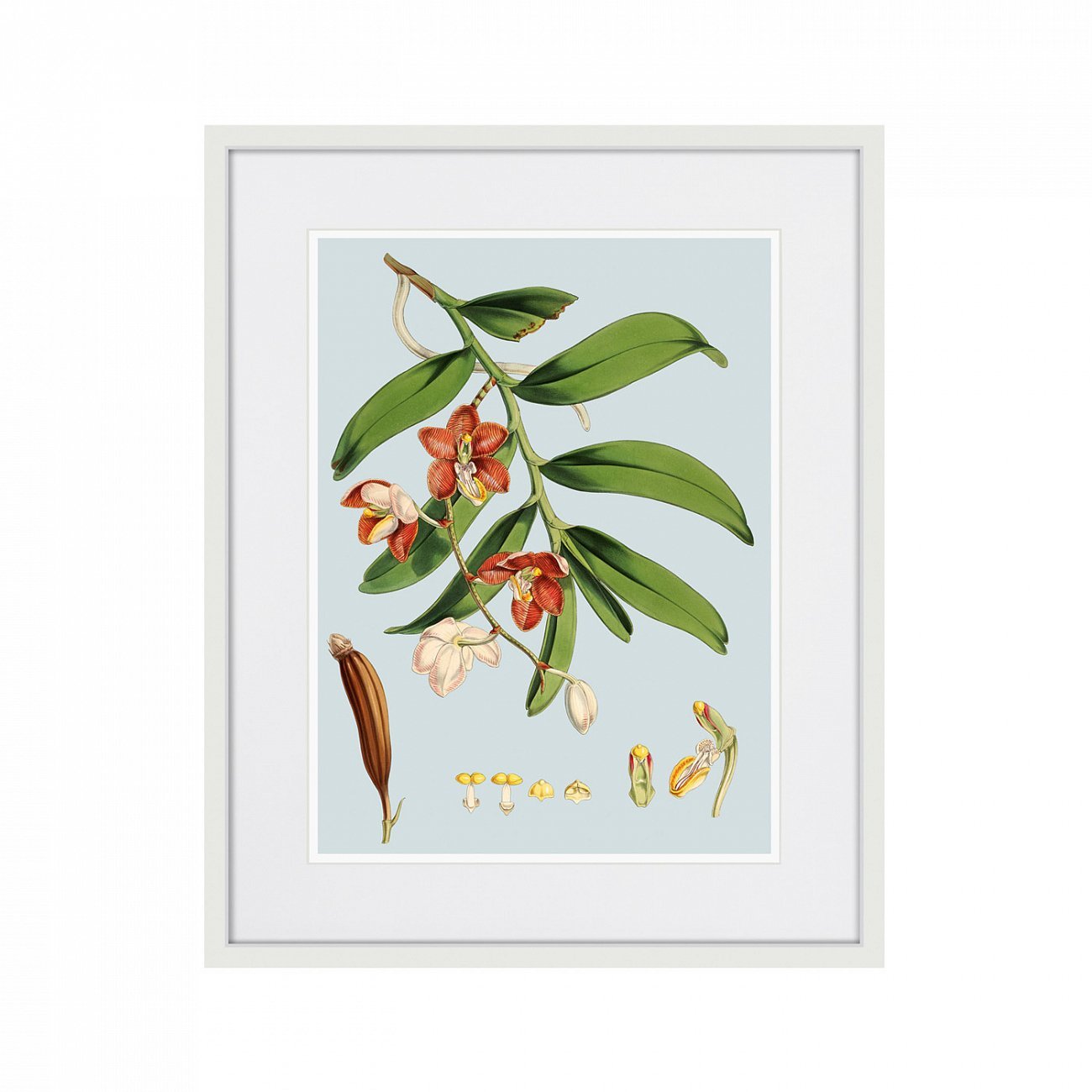 Картина в раме 52х42 см Himalaya Plants White And Orangered Flowers, 1869г. КАРТИНЫ В КВАРТИРУ  264429 Бежевый;зеленый;разноцветный  - Вид №1