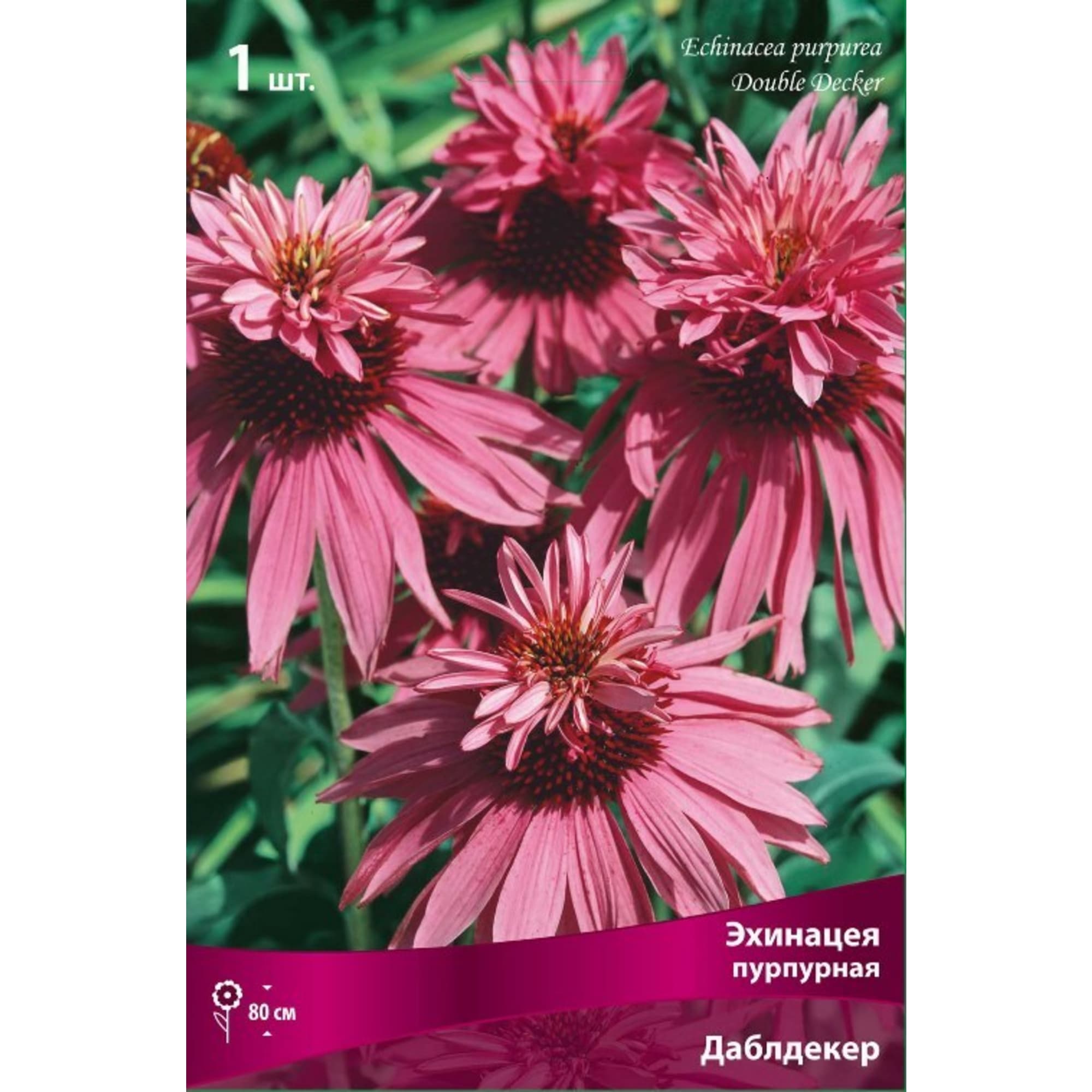 Эхинацея пурпурная Даблдекер луковица I Santreyd 83599283