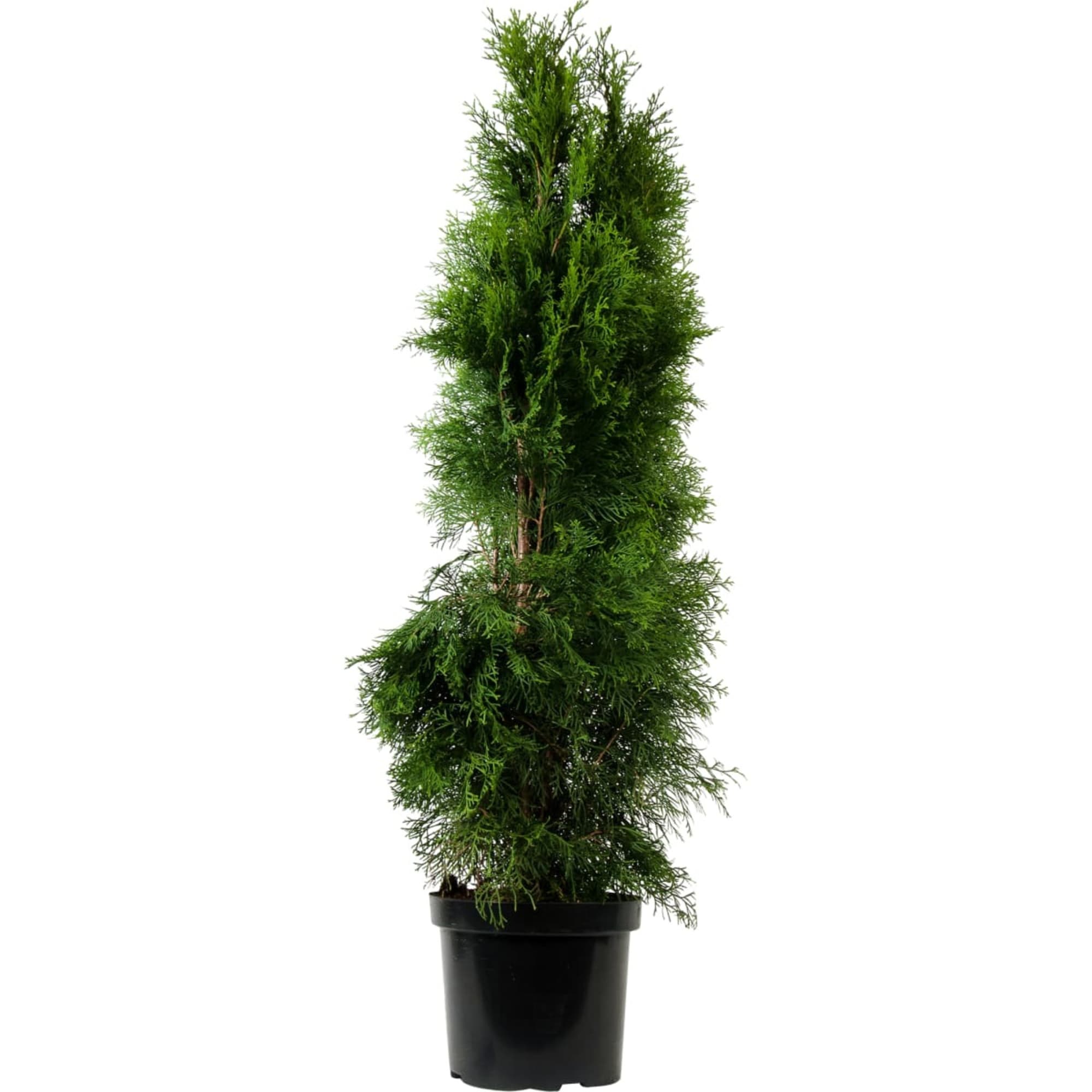 85394818 Туя Брабант ø21 h80 - 100 см Santreyd 