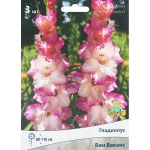 Гладиолус крупноцветковый Бон Ваканс, 3 шт