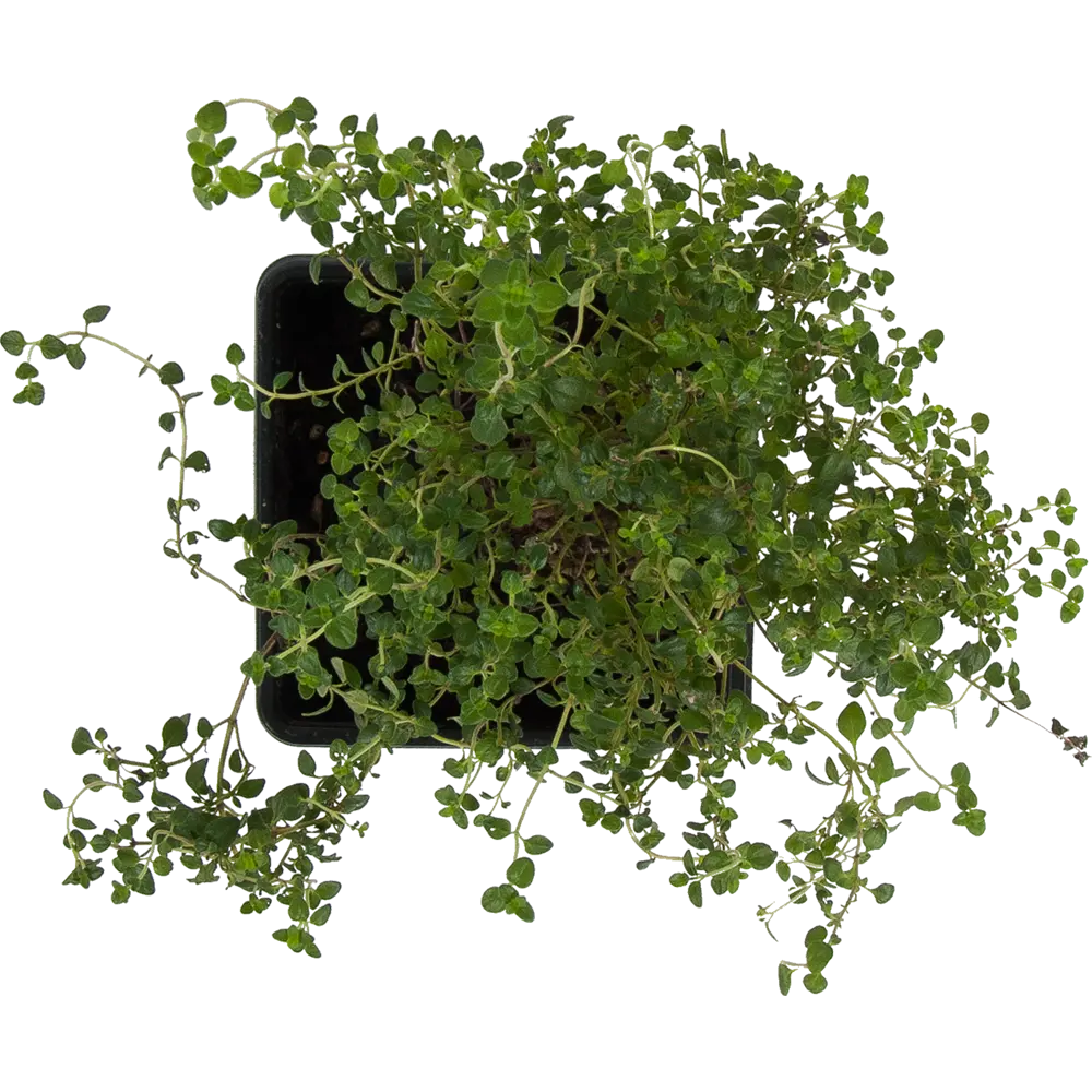 Santreyd Тимьян ароматный для сада и кухни 83248601 STLM-0039998 - Вид №1