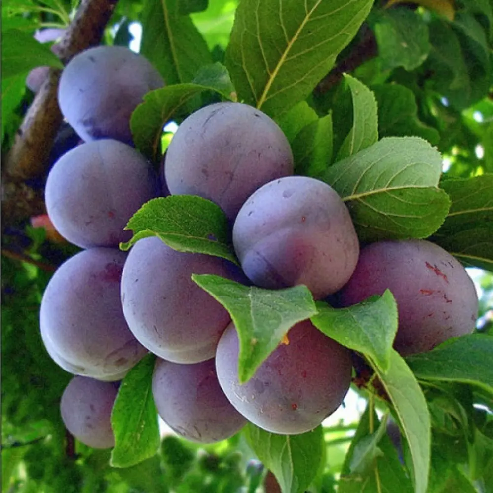 Слива Ренклод советский пакет PLANTMARKET STLM-2066702