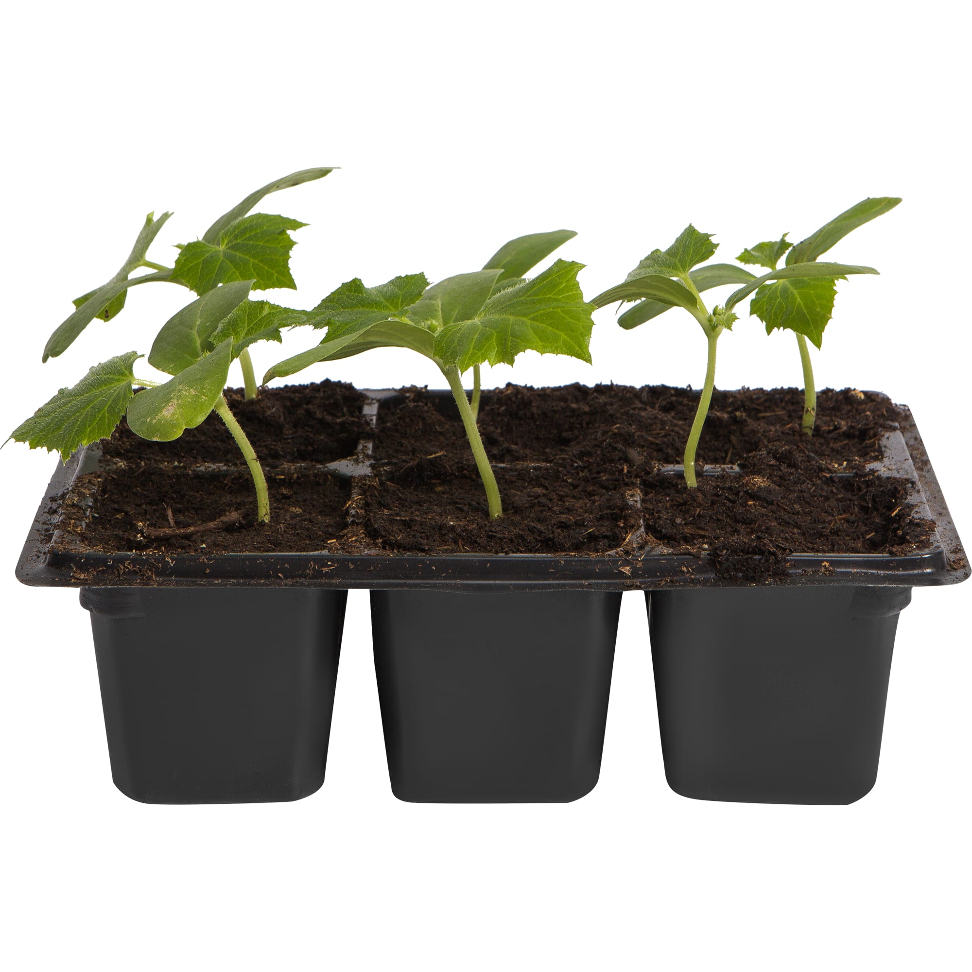 82585479 Огурец в кассете, 6 шт Santreyd  - Вид №1