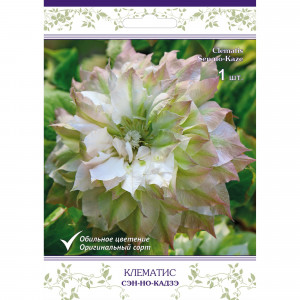 82527580 Клематис крупноцветковый Сэн-но-Кадзэ в капере