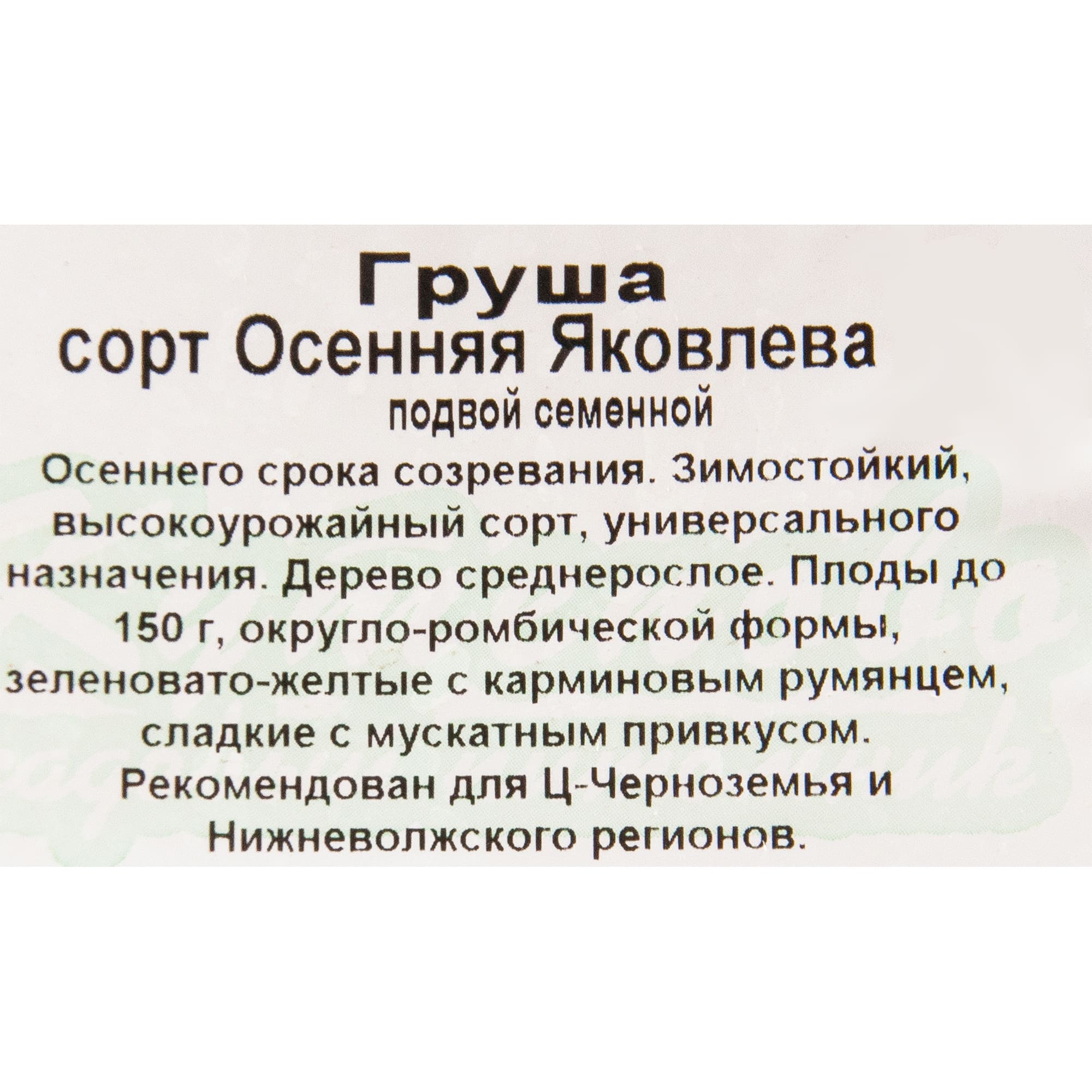 82596983 Груша «Осенняя Яковлева» C4 высота 140 см Santreyd  - Вид №1