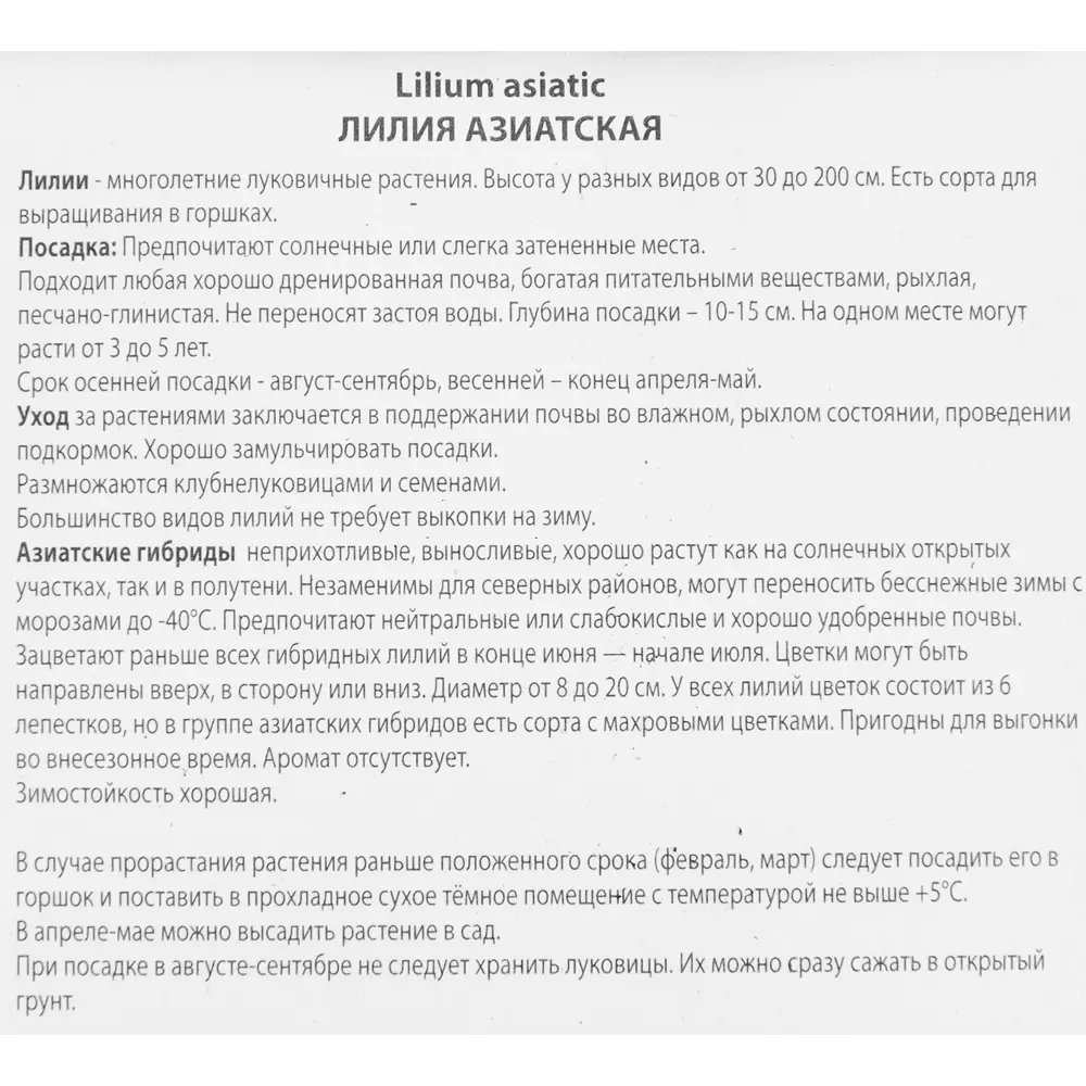 ПОИСК Лилия азиатская махровая Коктейль Твинс - розовые цветы для сада 86410091 STLM-0955334 - Вид №2