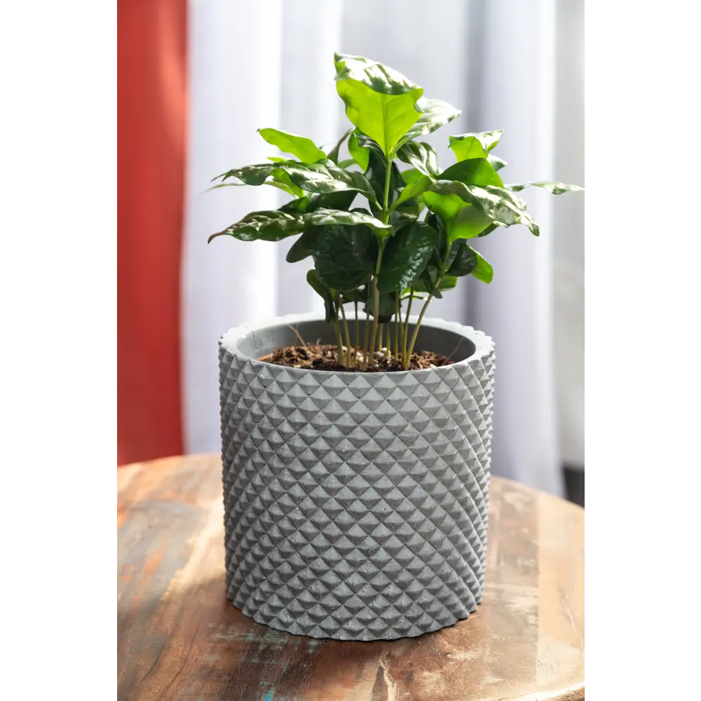 Santreyd Кофейное дерево Арабика — живой интерьерный акцент 15745312 STLM-0006287 - Вид №2