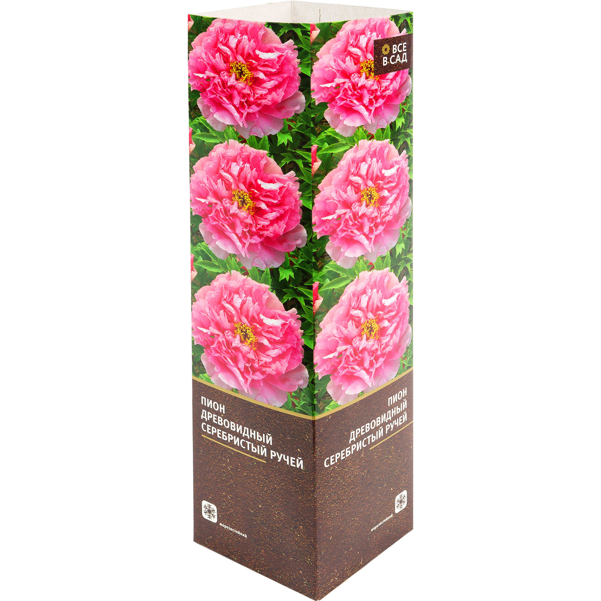 82142823 Пион древовидный привитый «Серебристый ручей» в тубе Santreyd 