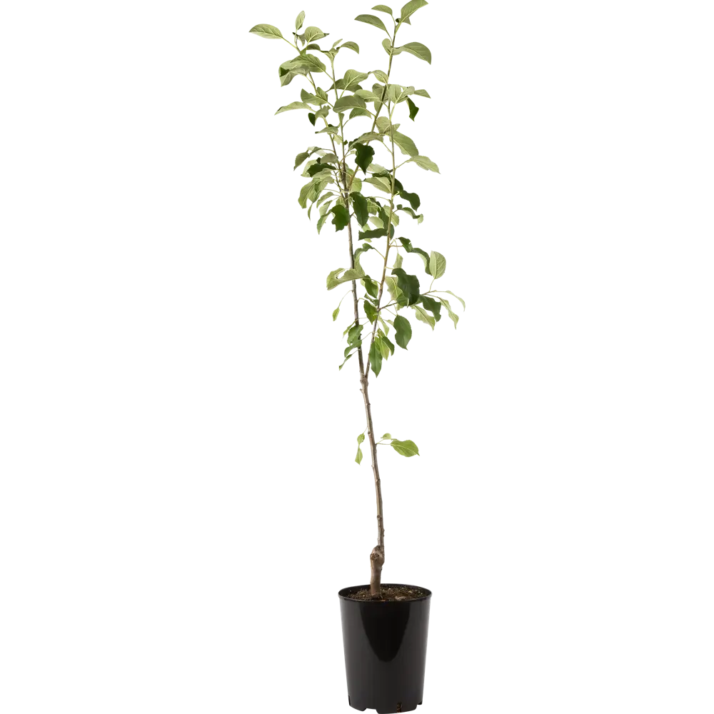 Яблоня «Пепин Шафранный» C5-C7 82174063 STLM-2091656 PLANTMARKET 