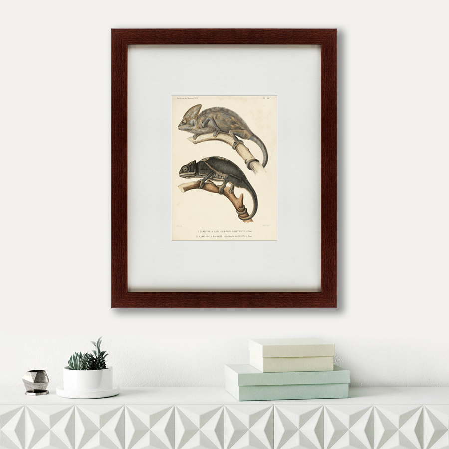 Литография на тонированной бумаге 42х52 см Des reptiles, 1705 КАРТИНЫ В КВАРТИРУ  135656 Бежевый;белый;коричневый;разноцветный  - Вид №1